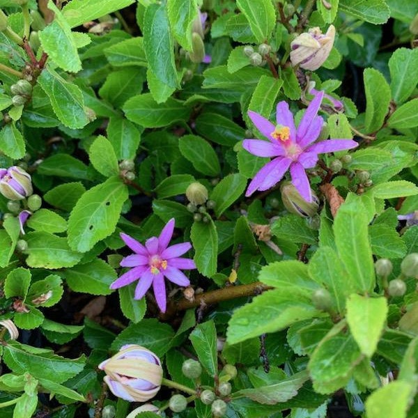 Live Lavendef Star Flower ( 1 gallon) / Grewia Occidentalis