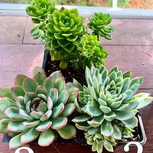 May include: Three succulent plants in a black planter. The plants are green and have a rosette shape. The plant on the left has red edges. The plants are labeled 1, 2, and 3.