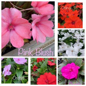 Live New Guinea Impatiens / Impatiens Hawker /