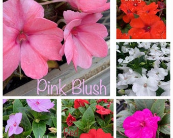 Live New Guinea Impatiens / Impatiens Hawker /