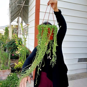 May include: A person is holding a hanging planter with a long string of green succulent plants. The planter is brown and the plants are cascading down in front of the person.