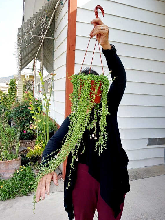 Live String Pearl Plant ( Small/ Short/ Long ) - Etsy