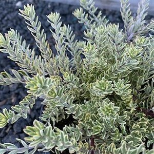 Live Coast Rosemary / Morning light Westringia Fruticosa, One gallon pot image 5