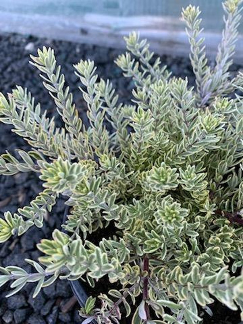 Live Coast Rosemary / Morning light Westringia Fruticosa, One gallon pot image 5