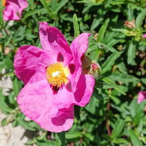 Live Rock Rose ( options available: Purple, Magenta( sunset), white)