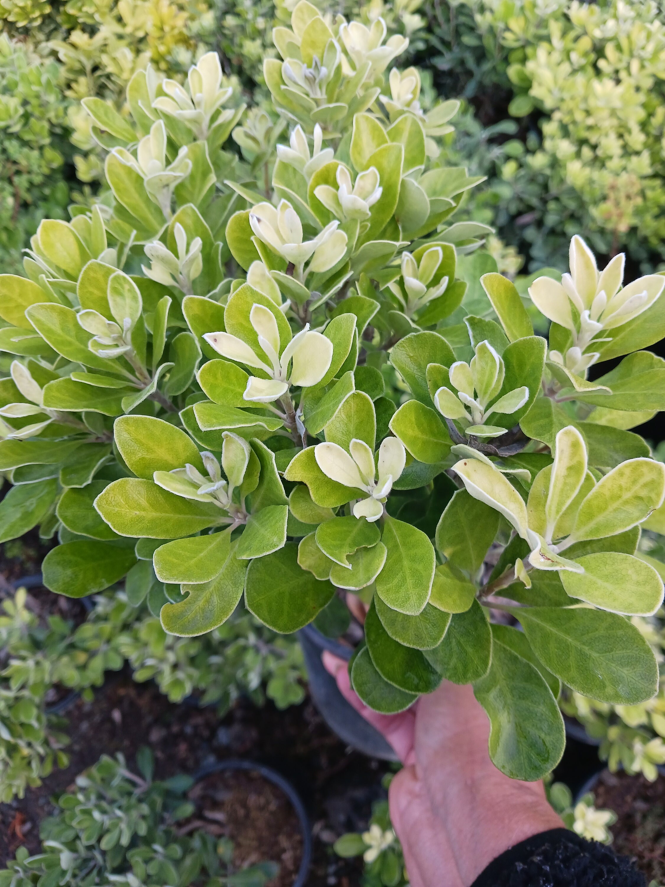 Dwarf Karo Pittosporum Compactum Come With a One-gallon Pot - Etsy