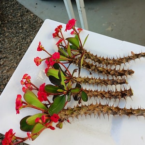 Blooming now !Live Crown of Thorns : 5 cuttings no soil (red only  Euphorbia Millii