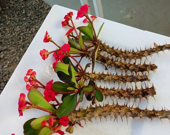 Blooming now !Live Crown of Thorns : 5 cuttings no soil (red only  Euphorbia Millii