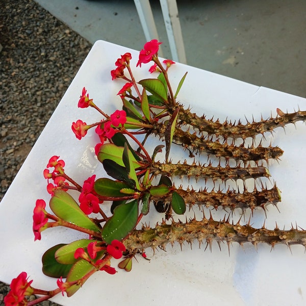 Blooming now !Live Crown of Thorns : 5 cuttings no soil (red only  Euphorbia Millii
