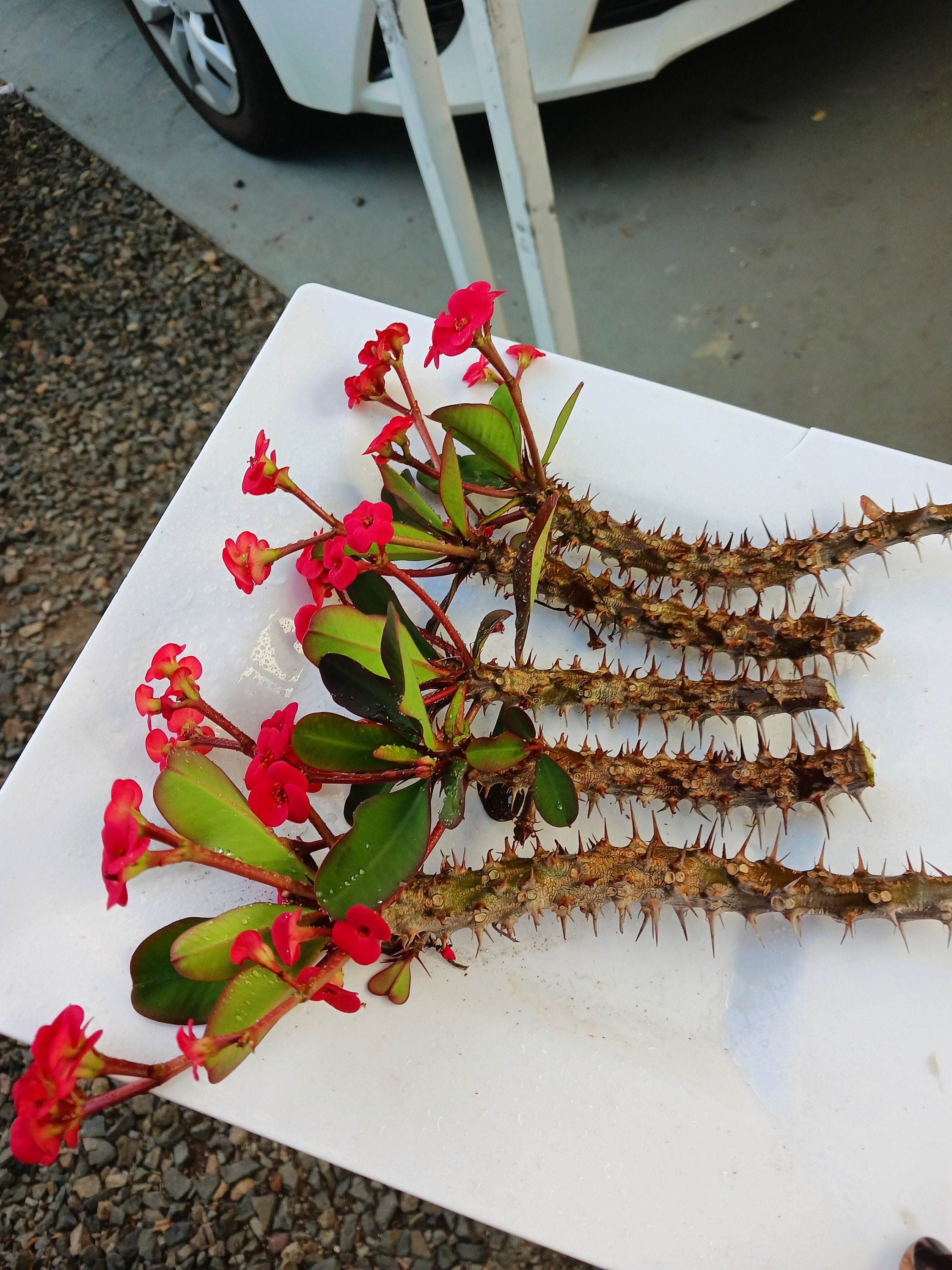 Blooming now !Live Crown of Thorns : 5 cuttings no soil (red only  Euphorbia Millii