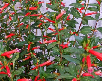 Blooming now! Live Mexican Cigar Plant ( 3 colors available )/ Cuphea