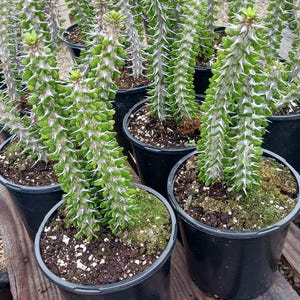 Madagascar Ocotillo / Alluaudia Procera