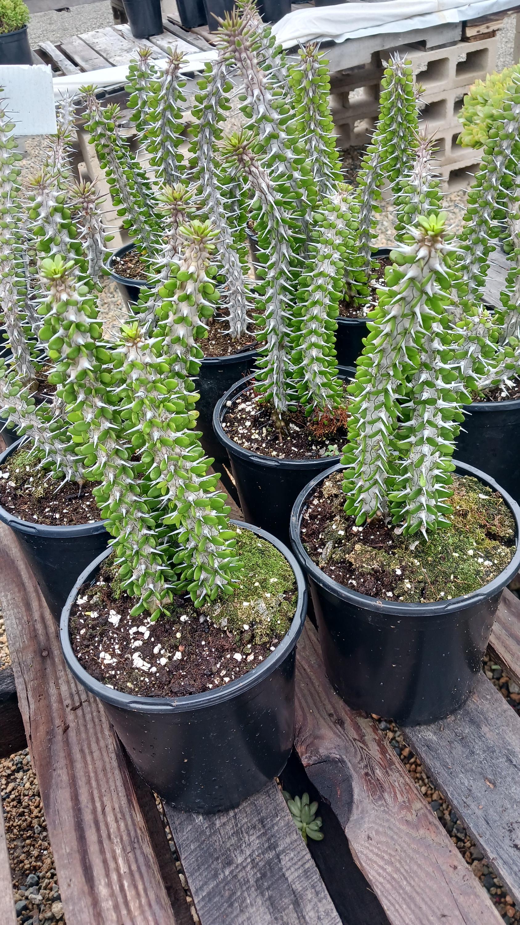 Madagascar Ocotillo / Alluaudia Procera - Etsy