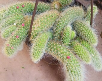 New arrival! Rare Monkey Tail Cactus ( 1 gallon, hanging basket )
