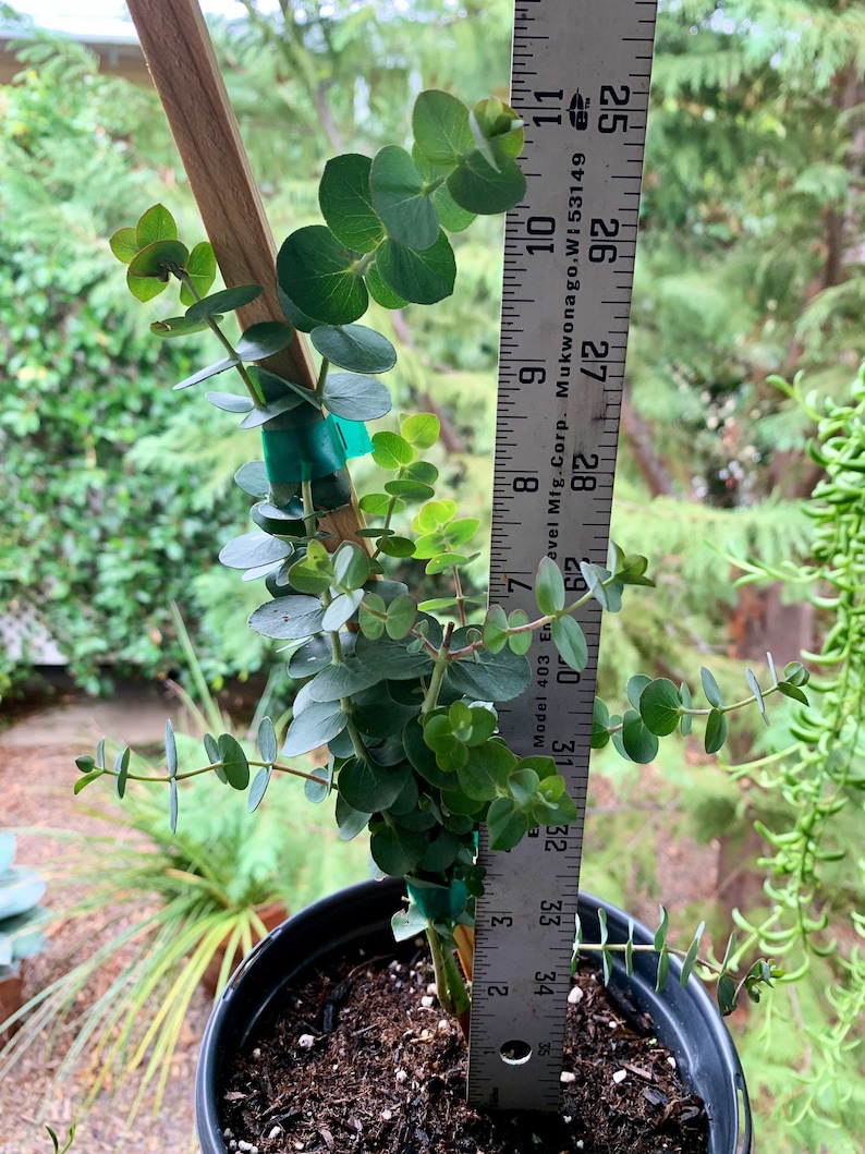 Young and Healthy Live Baby Blue Eucalyptus Etsy