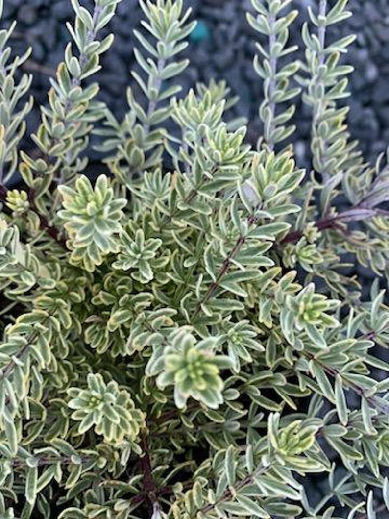 Live Coast Rosemary / Morning light Westringia Fruticosa, One gallon pot image 6