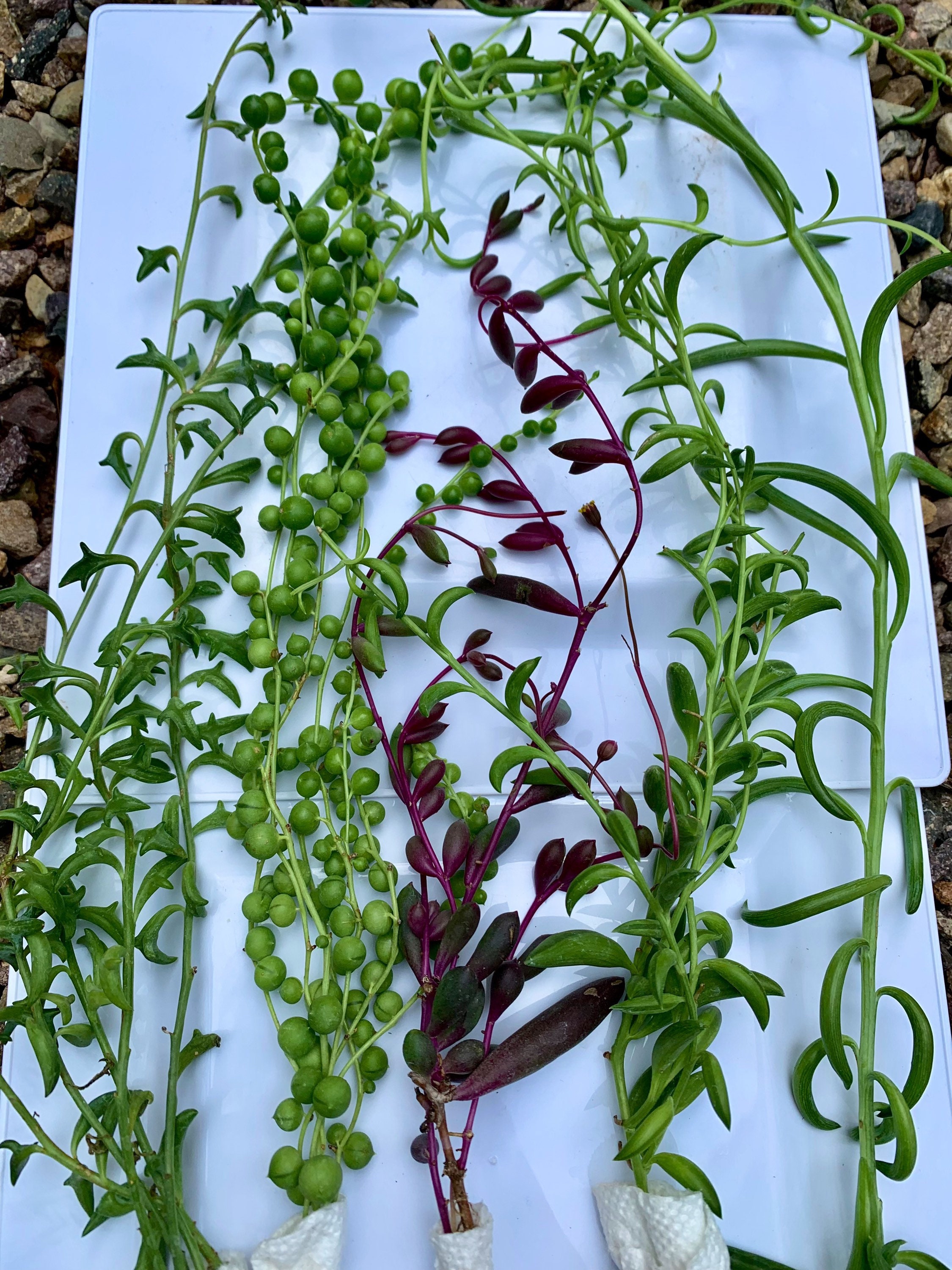 Live Trailing Succulents ( 5 mixed cuttings!)
