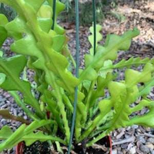 May include: A green cactus plant with long, thin, wavy stems growing in a terracotta pot. The plant is supported by green string.