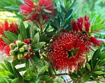 Live Weeping Bottlebrush “ little John”, one gallon pot