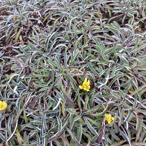 Live Silver Carpet / Dymondia Margaretae ( three sizes are available: 4” x4” , 6”x6” or 1 flat)