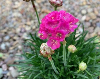 Live Pink Sea Thrift / Armeria Maritima