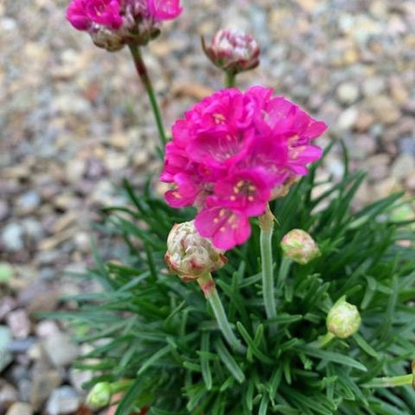 Live Pink Sea Thrift / Armeria Maritima