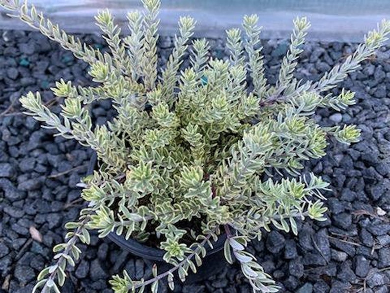 Live Coast Rosemary / Morning light Westringia Fruticosa, One gallon pot image 3