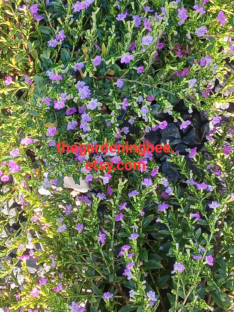 Live Mexican Heather / Cuphea Hyssopifolia image 7