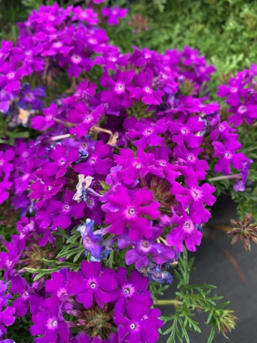 Live Tapien Blue Violet / Verbena Tapien Blue Etsy