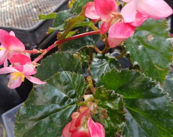 Begonia Richmondensis