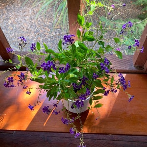 May include: A potted Duranta erecta plant featuring vibrant purple flowers and bright green leaves. The plant is housed in a simple white cylindrical pot, with slender, arching stems extending outward, displaying clusters of small, five-petaled blossoms.