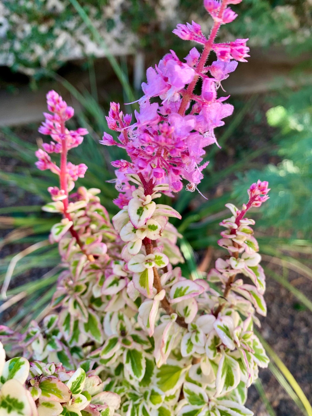 Live Candy Kisses Plant/ Hemizygia / Syncolostemon Etsy