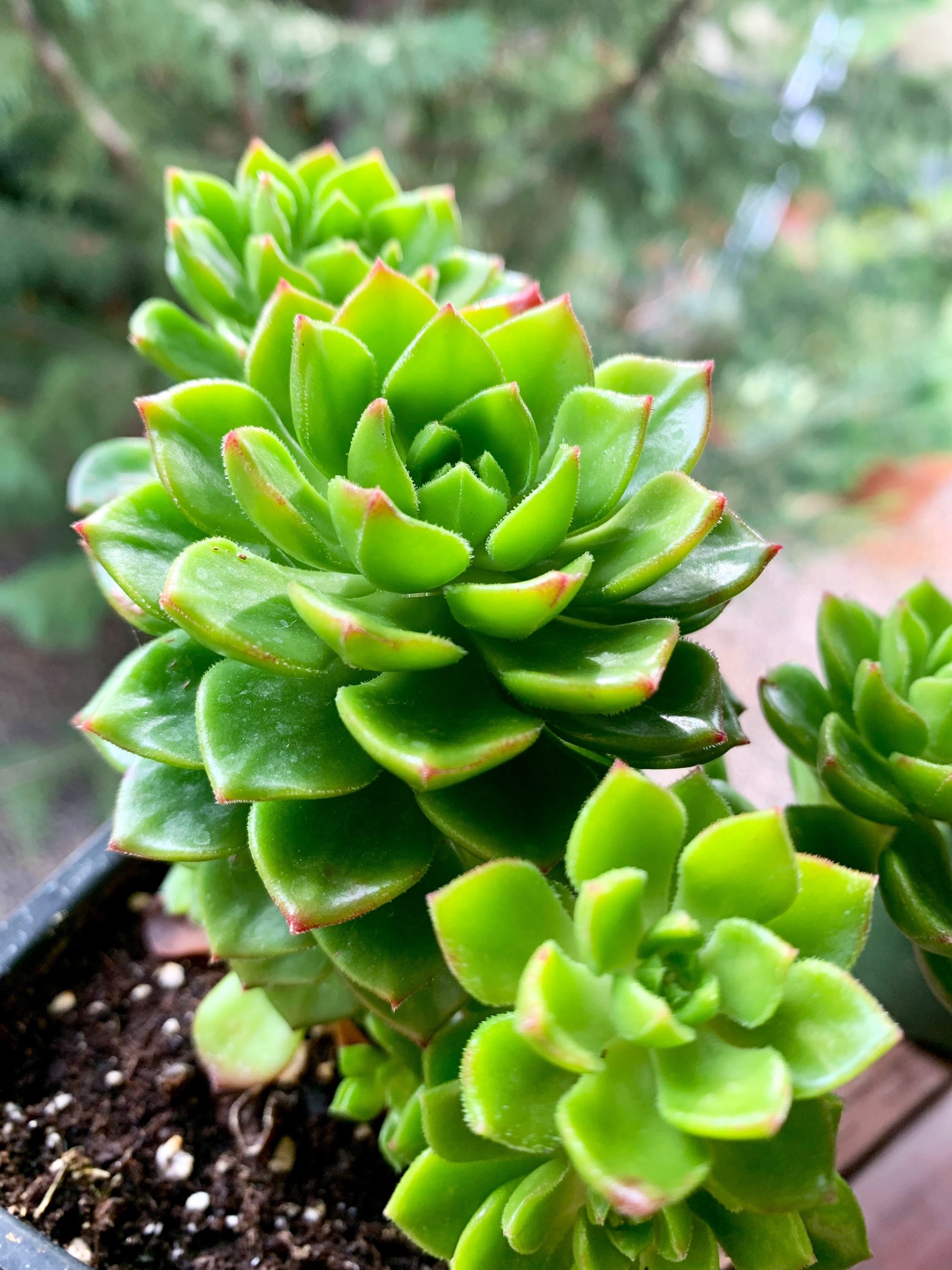 Live Large Succulents - Etsy