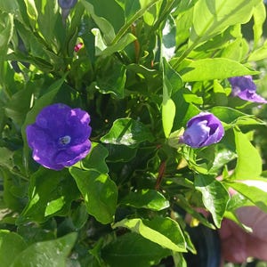 potting african violet plants Burgundy African Violet Saintpaulia ionantha