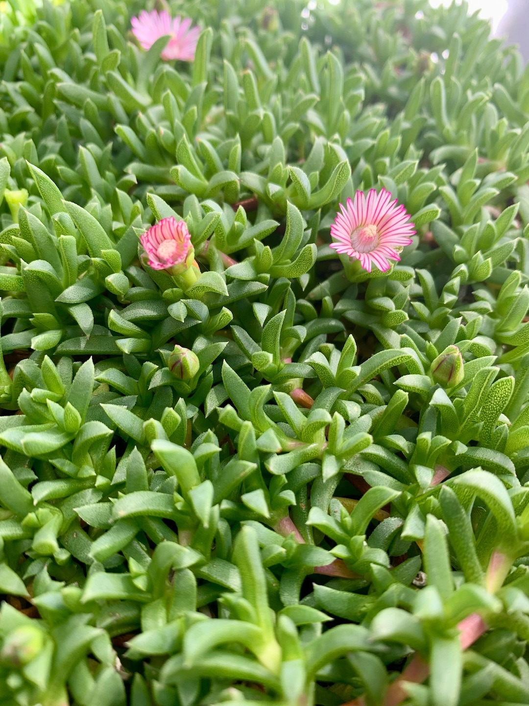 Live Dwarf Carpet of Stars / Ruschia Lineolata nana Etsy