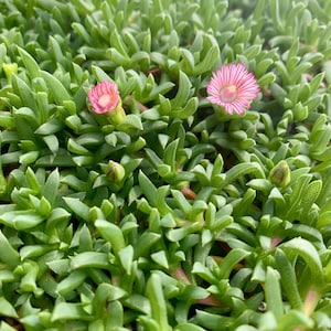 Live Dwarf Carpet of Stars / Ruschia lineolata “Nana”