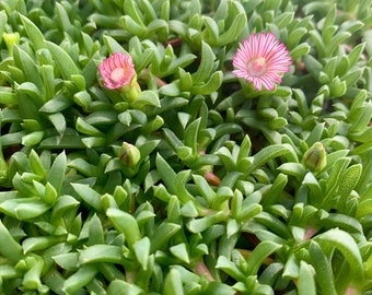 Live Dwarf Carpet of Stars / Ruschia lineolata “Nana”