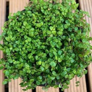 Live Baby tears 3 &quot;in pot/  Soleiralia Soleirolii