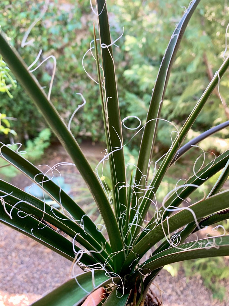 Yucca plant