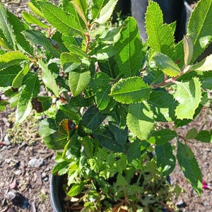 May include: A potted green plant with small, serrated leaves. The plant is in a black plastic pot and is surrounded by gravel.