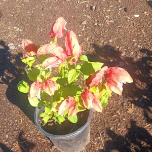 May include: A potted shrimp plant with vibrant red and orange bracts and green leaves. The plant is in a black plastic pot, set against a backdrop of brown soil. The plant is in full bloom.