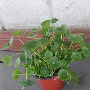 Live Dollarweed Pennywort