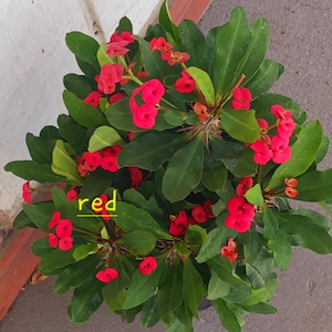 Crown of thorns red,white or variegated sold individually. One gallon pot