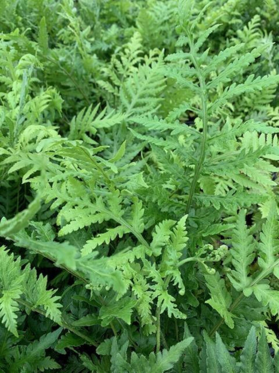 Live Bird's Nest Fern / Austral Gem Fern / Asplenium Etsy