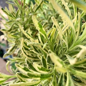 Live “Meerlo”  Lavender / Lavendula Allardii come with a one-gallon pot.