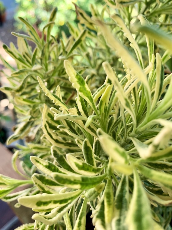 lemon meringue pothos vs global green Pothos Lemon Meringue | Care Guide and Pro Tips - Delivery from Toronto  across Canada