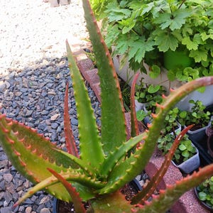 May include: Close-up of an aloe vera plant with thick, green leaves edged in red and lined with small, red spikes. The plant is in a black pot, surrounded by small rocks and other greenery.