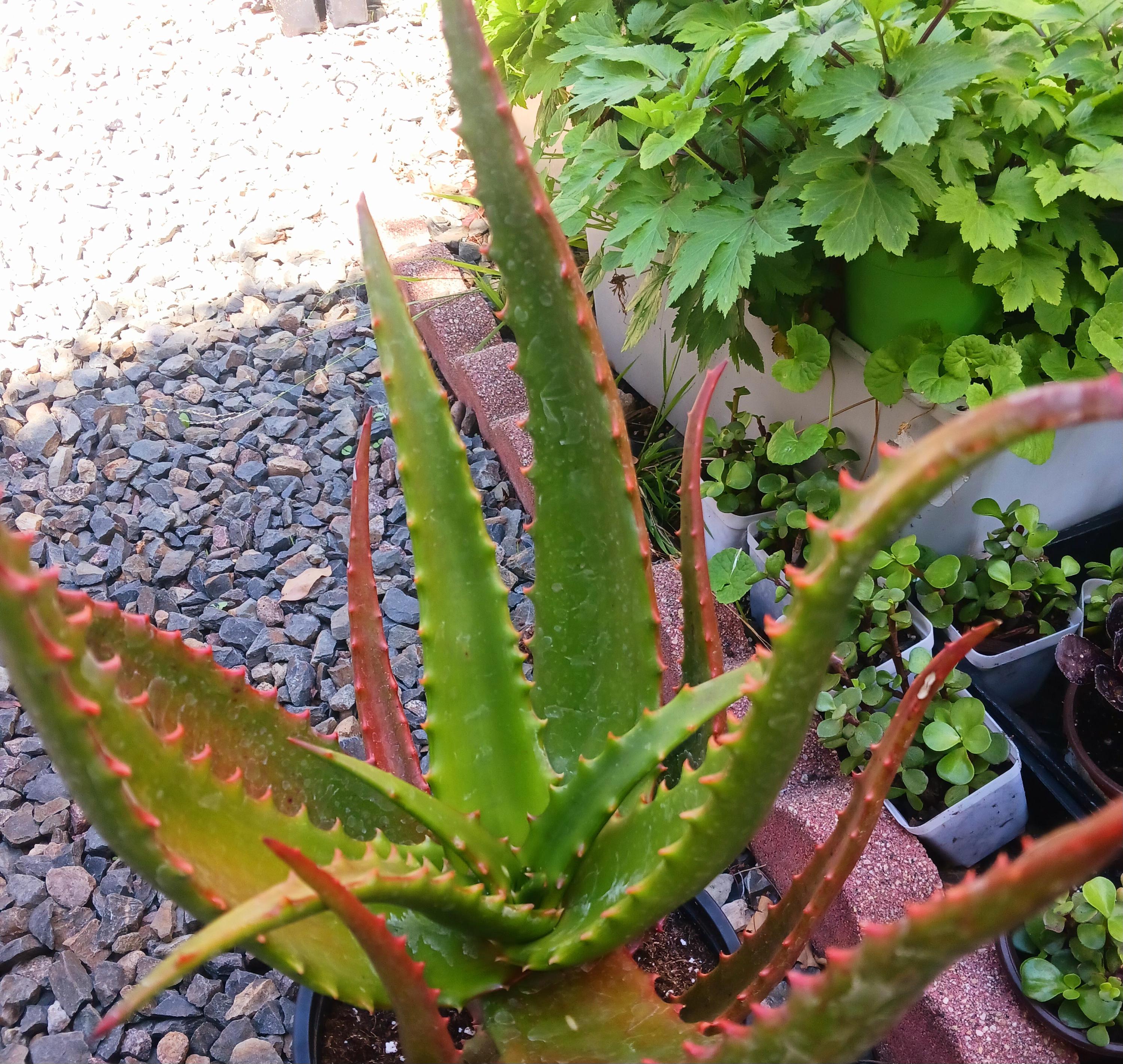 Live Plant Starfish Aloe/aloe Cameronii - Etsy