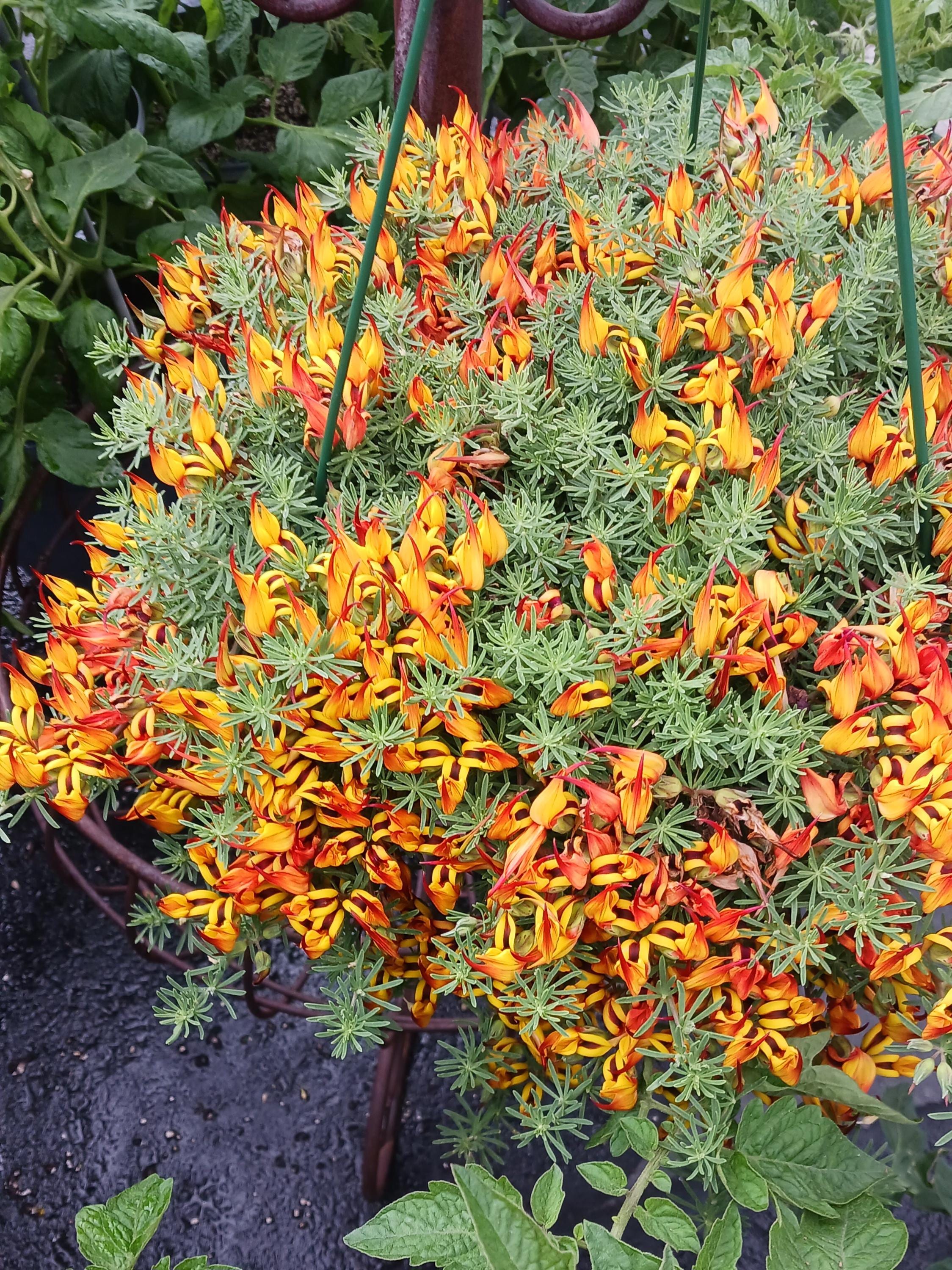 Live Parrot's Beak / Lotus Berthelotii(4" Pot) Color Yellow or Red - Etsy  Israel
