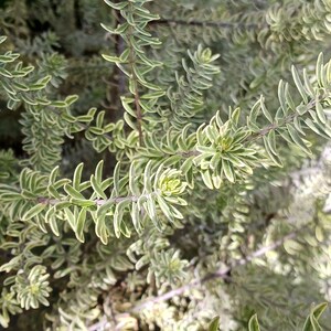 Live Coast Rosemary / Morning light Westringia Fruticosa, One gallon pot image 9